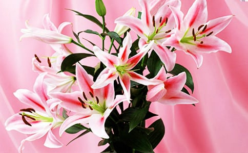 《心田上的百合花》讀后感15篇