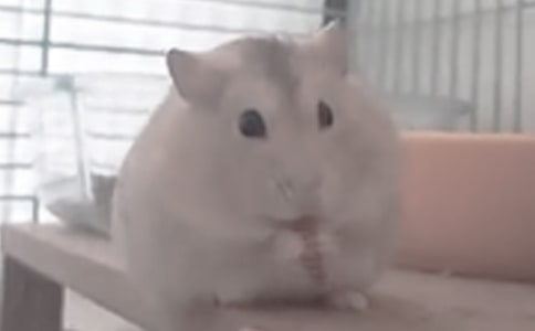 倉鼠動物作文(精選52篇)