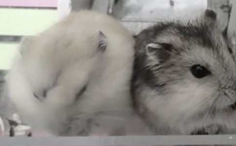 我的寵物倉鼠作文
