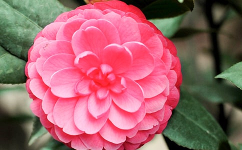 �軨���B(y��ng)ֳ�����ͷ�ֳ����