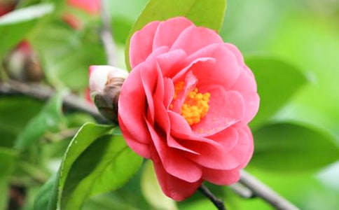 茶花的作文