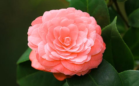 《山茶花》教學設計一等獎