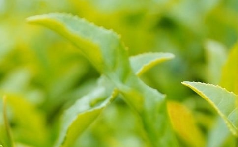 茶葉促銷廣告語(yǔ)13篇