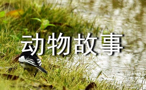 西頓動物故事集讀后感