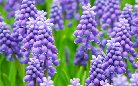 �L���ӵ��Bֳ�����ְ��ֽ̌W