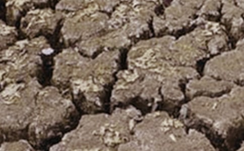 6月17日世界防治荒漠化日和干旱日