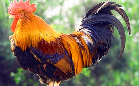 ���u���ă�(y��u)�x[15ƪ]