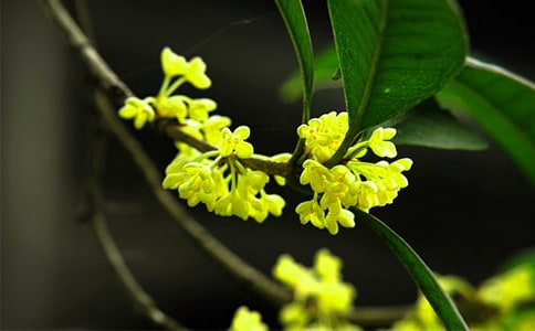 ���ƹ𻨾ƵĹ�Ч�c��������