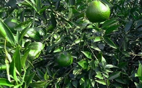 果園承包合同范本