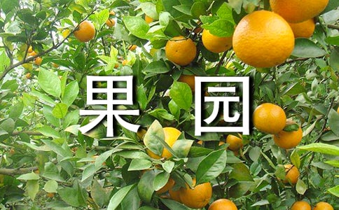 果園承包合同精華【13篇】