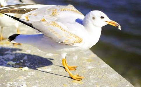 《海鷗喬納森》讀后感15篇