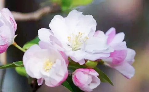 大魚(yú)海棠經(jīng)典臺(tái)詞