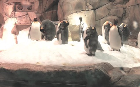 暑期極地海洋公園之旅500字作文