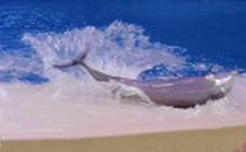 海豚灣作文