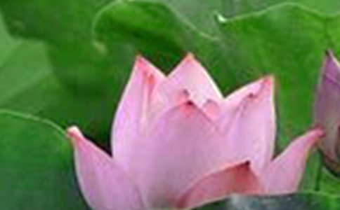 關(guān)于荷花的作文