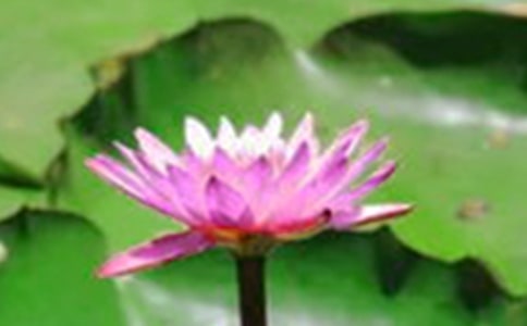 《荷花》評課稿熱