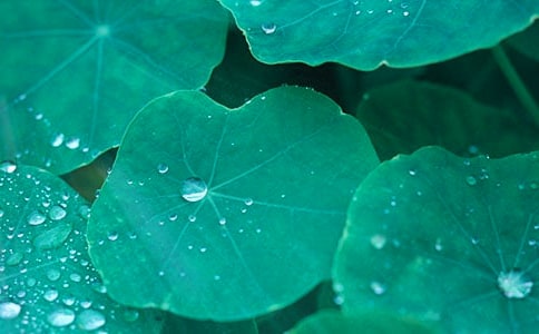 《荷葉圓圓》評課稿(薦)