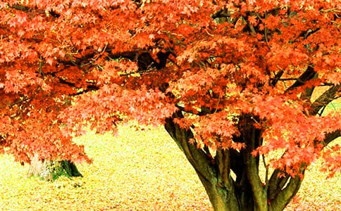 最新日本北海道秋季賞紅葉旅游攻略