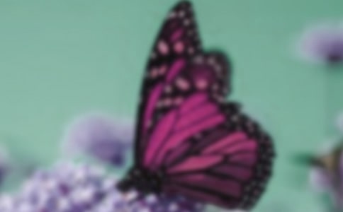��(sh��)�õ��茑�������İ�ƪ
