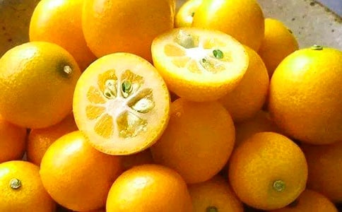 室內(nèi)金桔樹的養(yǎng)殖方法