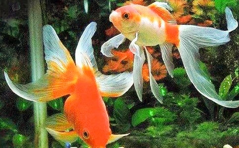 金魚觀察作文精選15篇