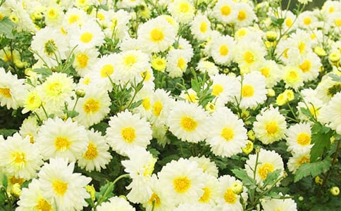 �P�ھջ�������
