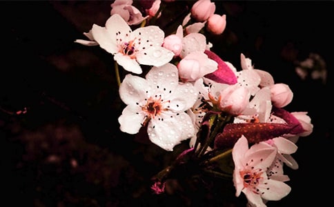 詩句精選:梨花的詩句