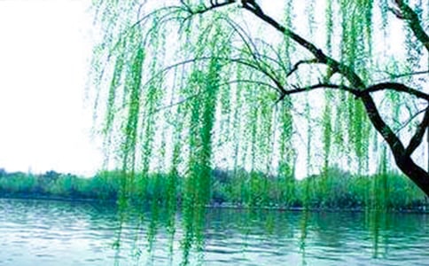 人教版一年級下《柳樹醒了》教案設計