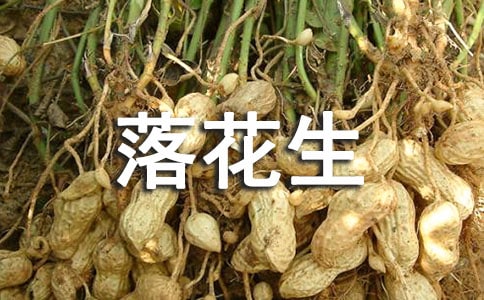【必備】落花生評課稿