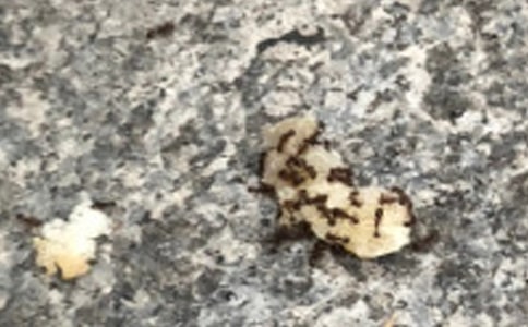 螞蟻的一天作文