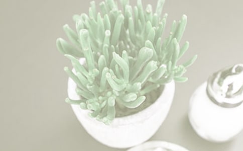 小盆栽作文