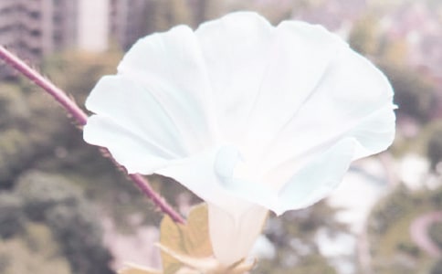 �茑��ţ��������