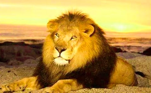 ������: �{�����ϰ�Ķ�����