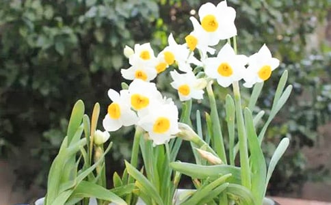 水仙花作文匯編(15篇)