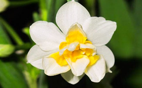 水仙花作文大全(15篇)