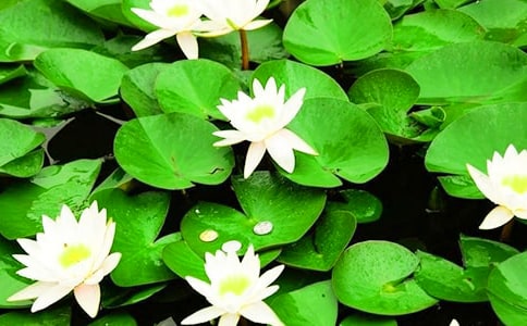 睡蓮的種植方法