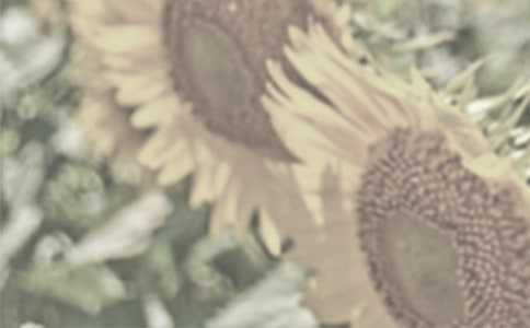 ̫ꖻ����ľ��x15ƪ