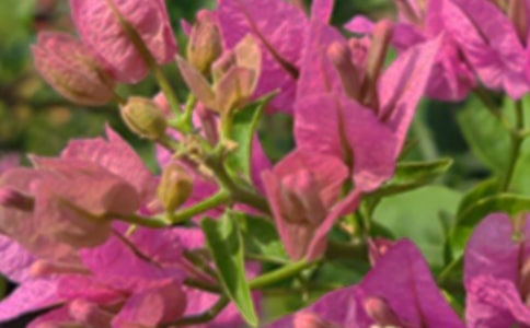 �P���������簲�İ�40��