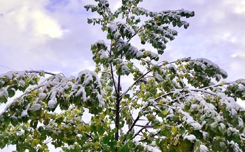 下雪了作文15篇(集合)