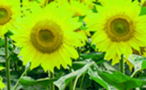 向日葵作文15篇