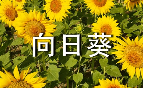 二小《向日葵》評課稿