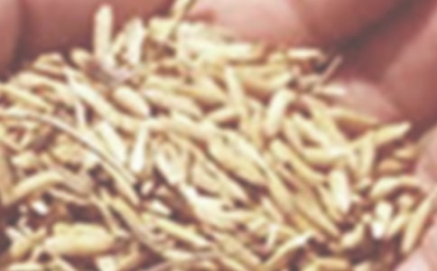 小麥草汁的家常做法推薦