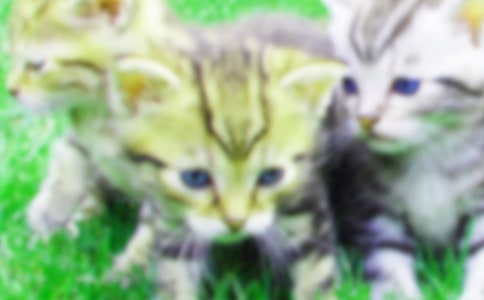 �Ҽҵ�С؈����15ƪ�����A��