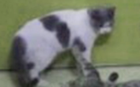 �ɐ۵�����-�茑С؈������