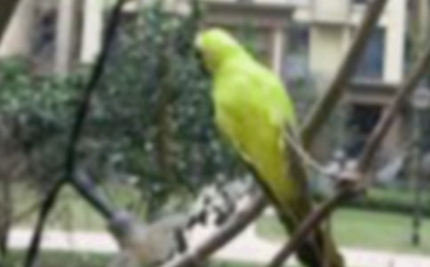 小鳥自由了作文