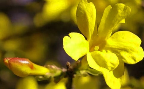 介紹迎春花作文