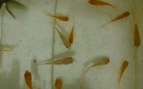 魚苗購銷合同集錦15篇