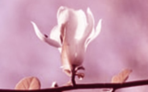 ���m�����ąR��[15ƪ]