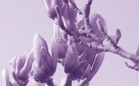 【薦】玉蘭花作文15篇