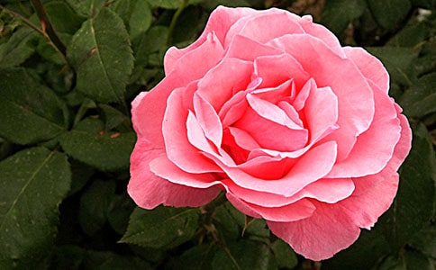 �¼�������